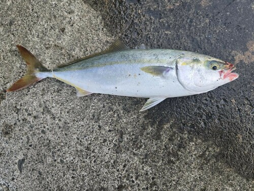 ツバスの釣果