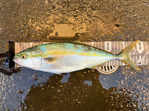 イナダの釣果