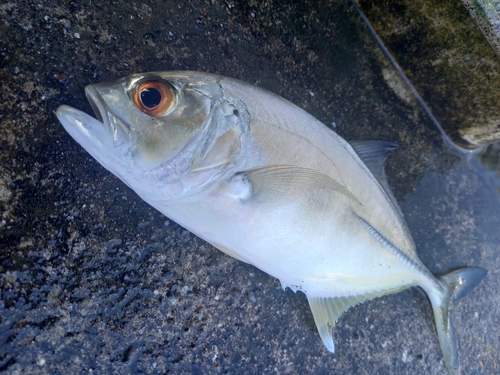 メッキの釣果