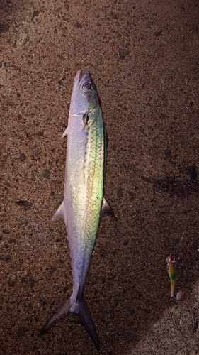 サゴシの釣果