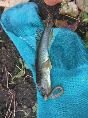 マハゼの釣果