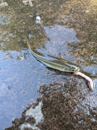 カワムツの釣果