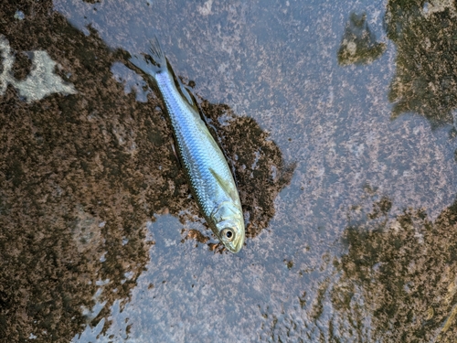 カワムツの釣果