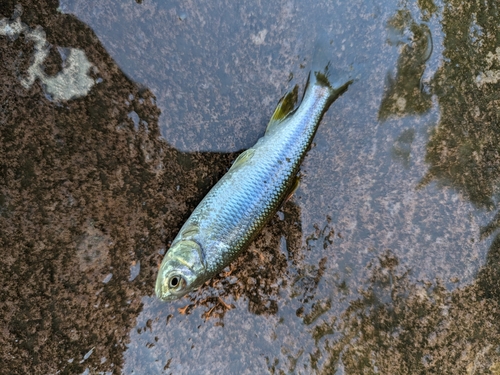 カワムツの釣果