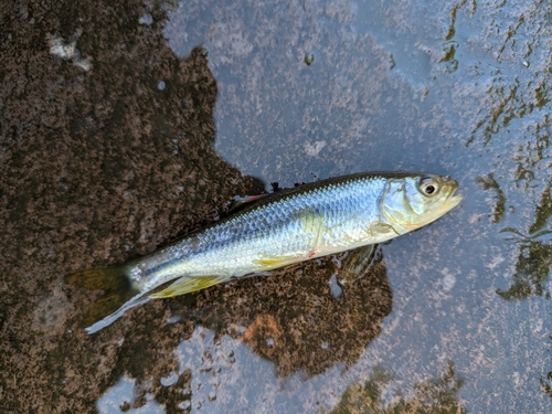 カワムツの釣果