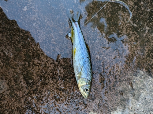 カワムツの釣果