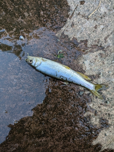 カワムツの釣果