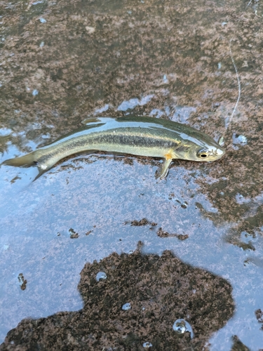 アブラハヤの釣果