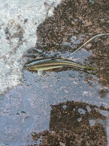 カワムツの釣果