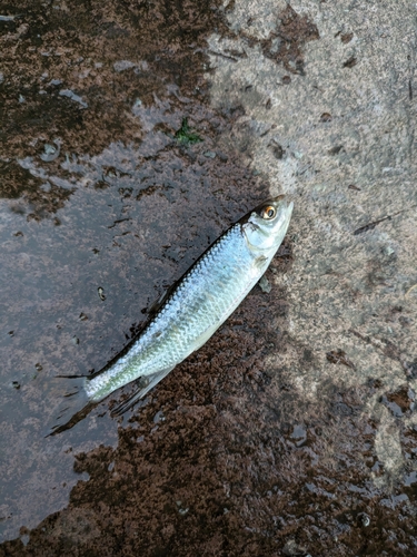 オイカワの釣果