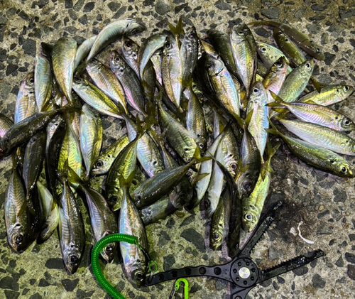 アジの釣果