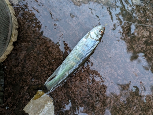 オイカワの釣果