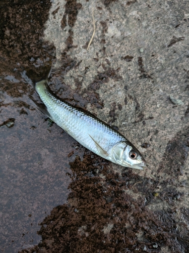 オイカワの釣果