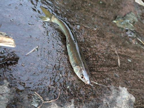 オイカワの釣果