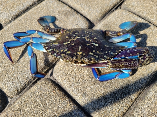 ワタリガニの釣果