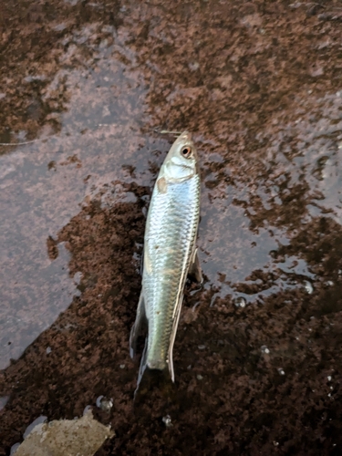 オイカワの釣果