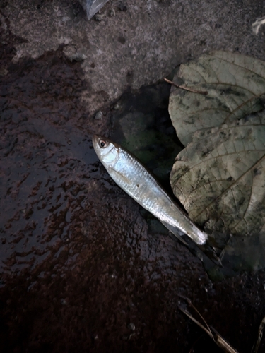 オイカワの釣果