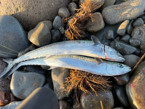 サゴシの釣果