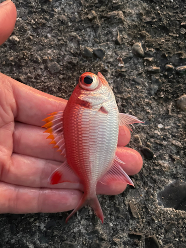 ツマリマツカサの釣果