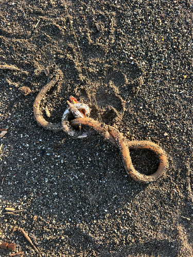 アナゴの釣果