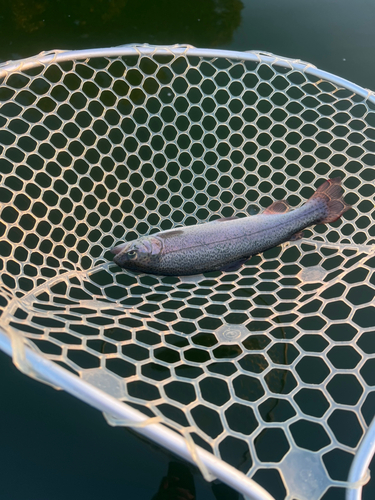 ニジマスの釣果