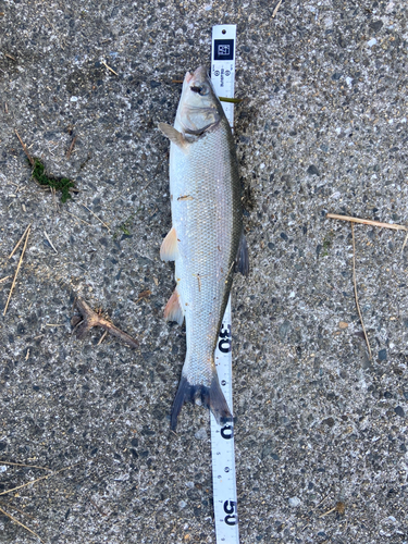 ニゴイの釣果