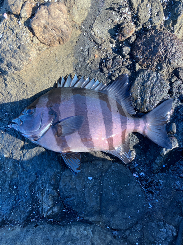 イシダイの釣果