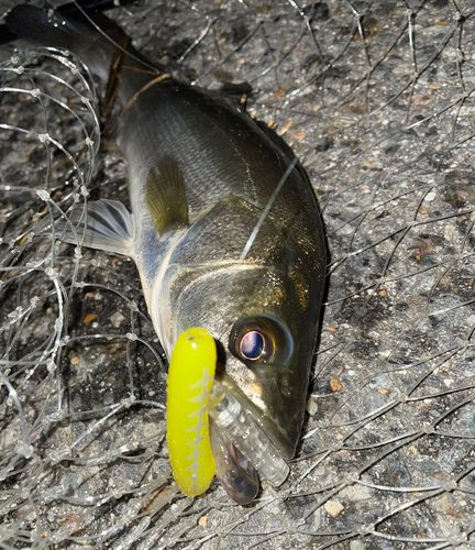 シーバスの釣果