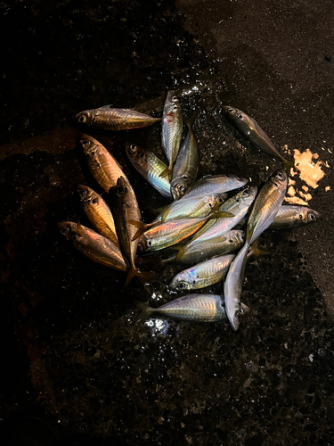 アジの釣果