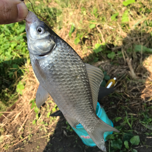 フナの釣果