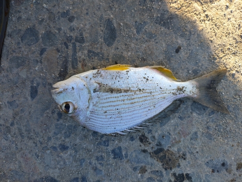 ヘダイの釣果