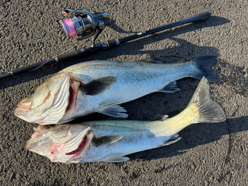 シーバスの釣果