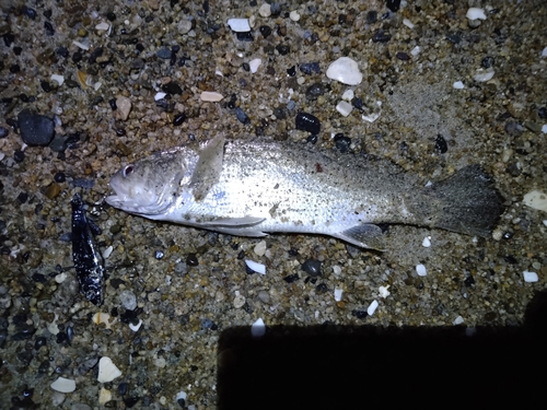 イシモチの釣果