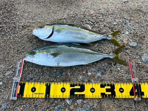 ツバイソの釣果