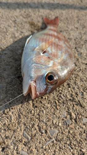 チャリコの釣果