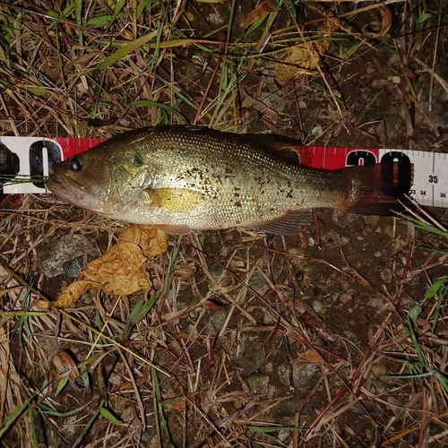 ブラックバスの釣果