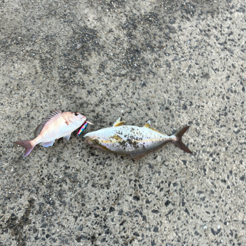 マダイの釣果