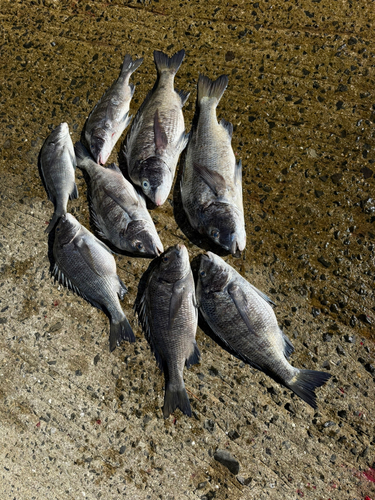 チヌの釣果