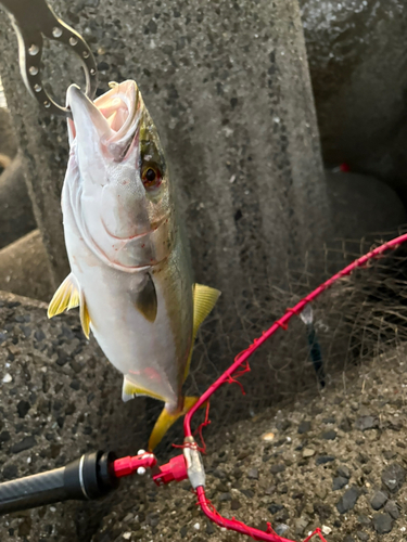 ヤズの釣果