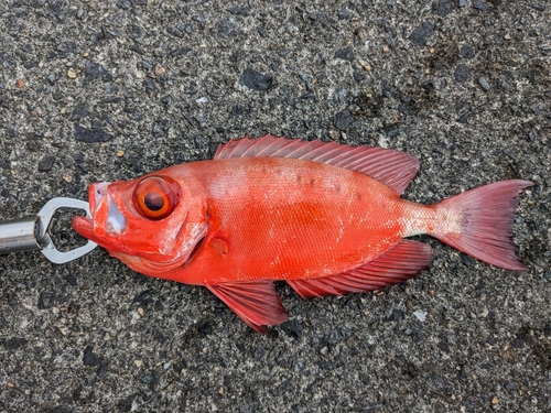 キントキダイの釣果