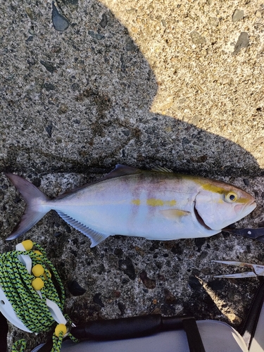 シオの釣果