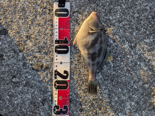 ウマヅラハギの釣果