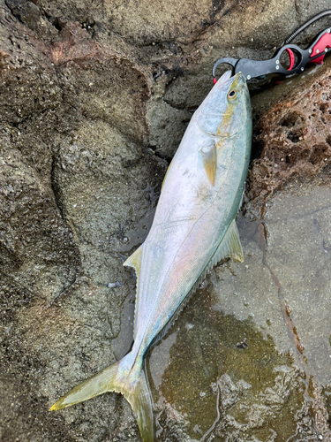 ヒラマサの釣果