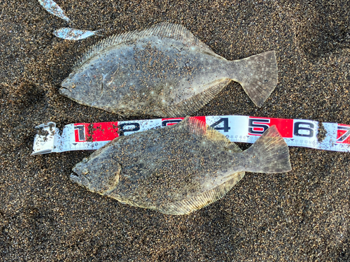 ヒラメの釣果