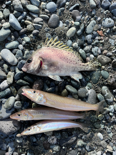 キスの釣果