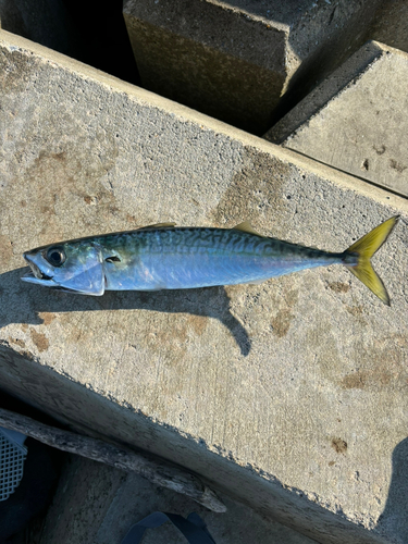 サバの釣果