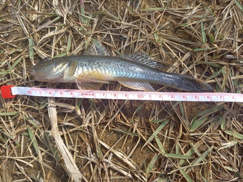 マハゼの釣果