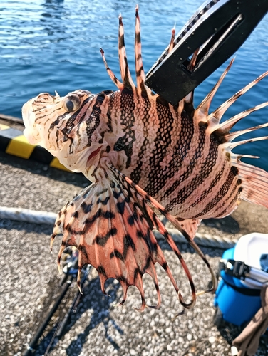 ハナミノカサゴの釣果