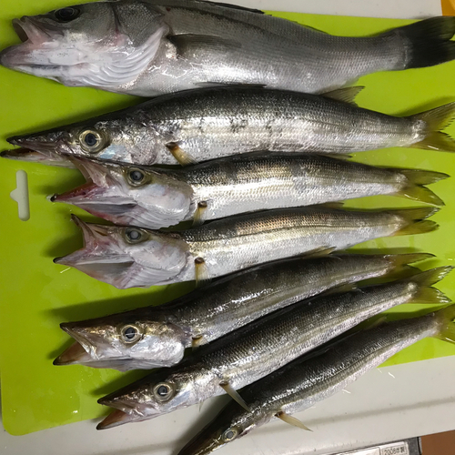 カマスの釣果