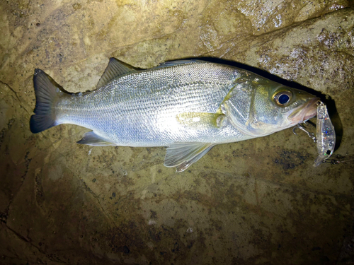 セイゴ（ヒラスズキ）の釣果